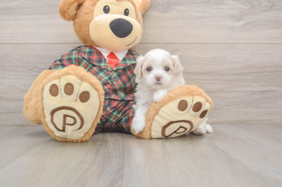 5 week old Maltipoo Puppy For Sale - Florida Fur Babies