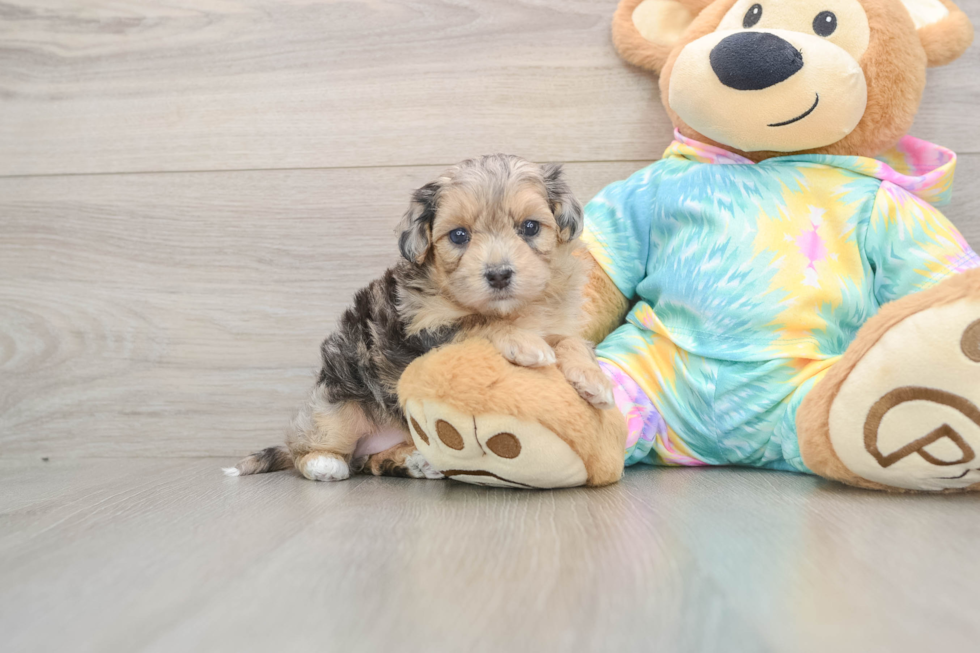 Maltipoo Pup Being Cute