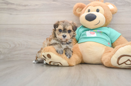 Maltipoo Puppy for Adoption