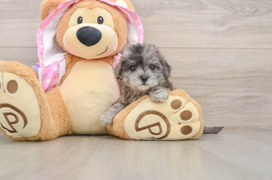 Maltipoo Puppy for Adoption