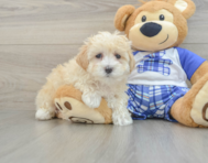 8 week old Maltipoo Puppy For Sale - Florida Fur Babies