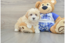 Small Maltipoo Baby