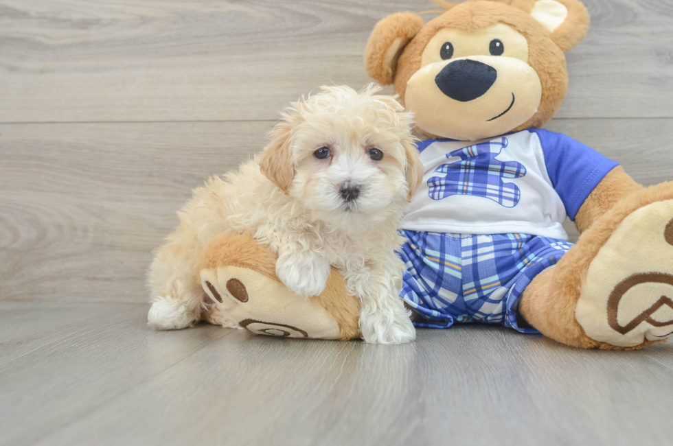 7 week old Maltipoo Puppy For Sale - Florida Fur Babies