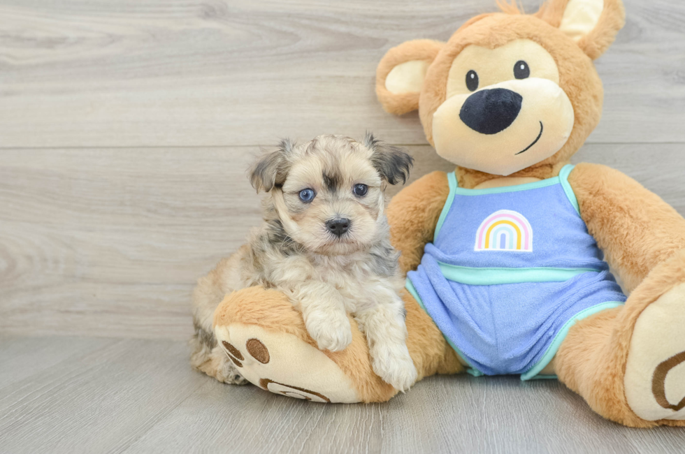 5 week old Maltipoo Puppy For Sale - Florida Fur Babies