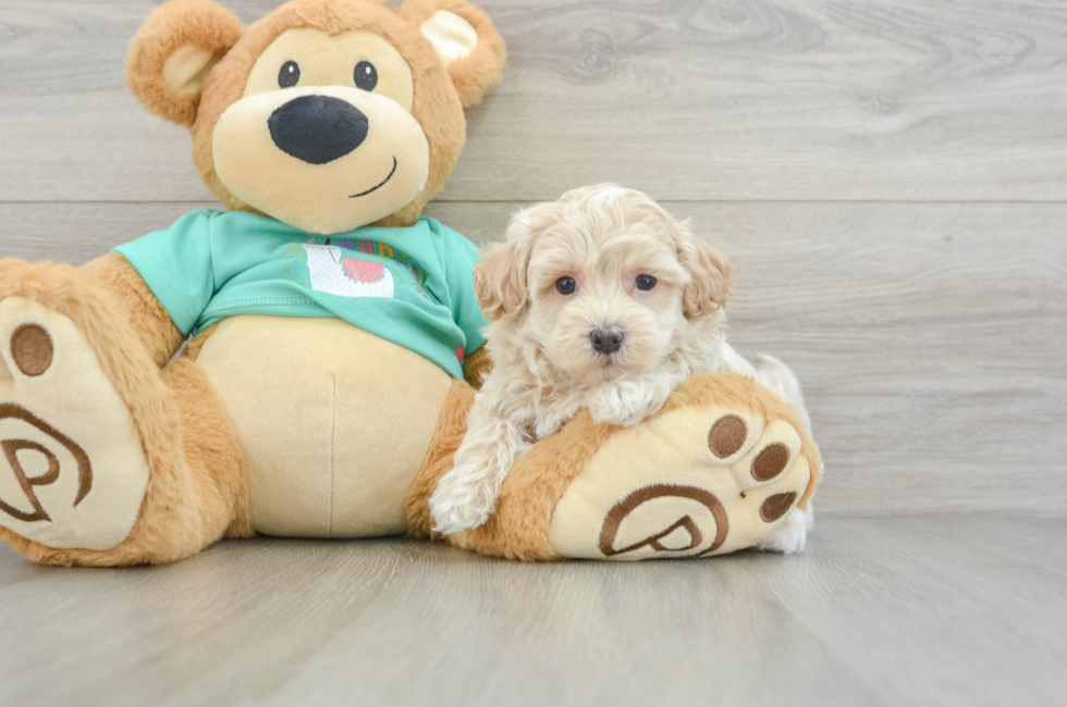 6 week old Maltipoo Puppy For Sale - Florida Fur Babies