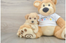 Fluffy Maltipoo Poodle Mix Pup