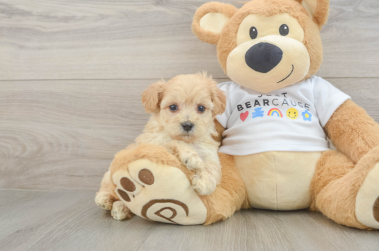 Fluffy Maltipoo Poodle Mix Pup
