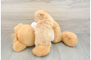 Funny Maltipoo Poodle Mix Pup