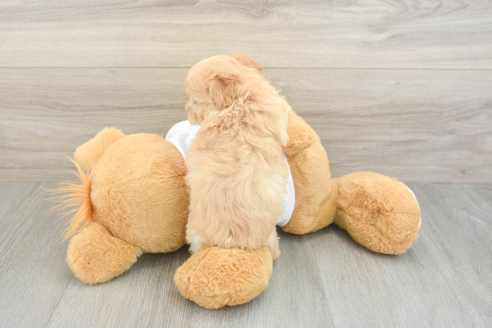 Funny Maltipoo Poodle Mix Pup