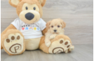 Maltipoo Puppy for Adoption
