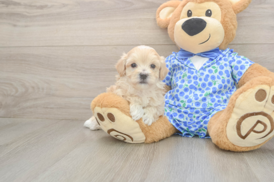 5 week old Maltipoo Puppy For Sale - Florida Fur Babies Cute Maltipoo Baby