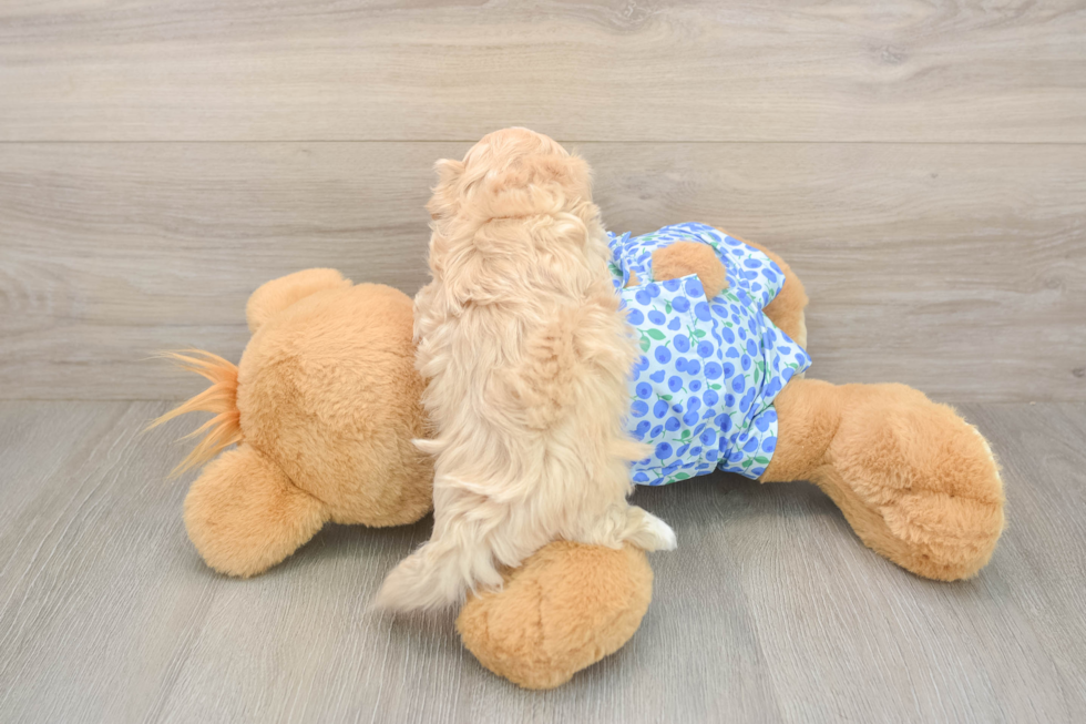 Meet Lawson - our Maltipoo Puppy Photo  3/3 - Florida Fur Babies Sweet Maltipoo Baby