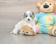 8 week old Maltipoo Puppy For Sale - Florida Fur Babies