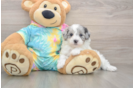 Popular Maltipoo Poodle Mix Pup