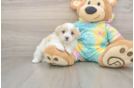Maltipoo Puppy for Adoption