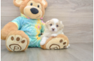 Happy Maltipoo Baby