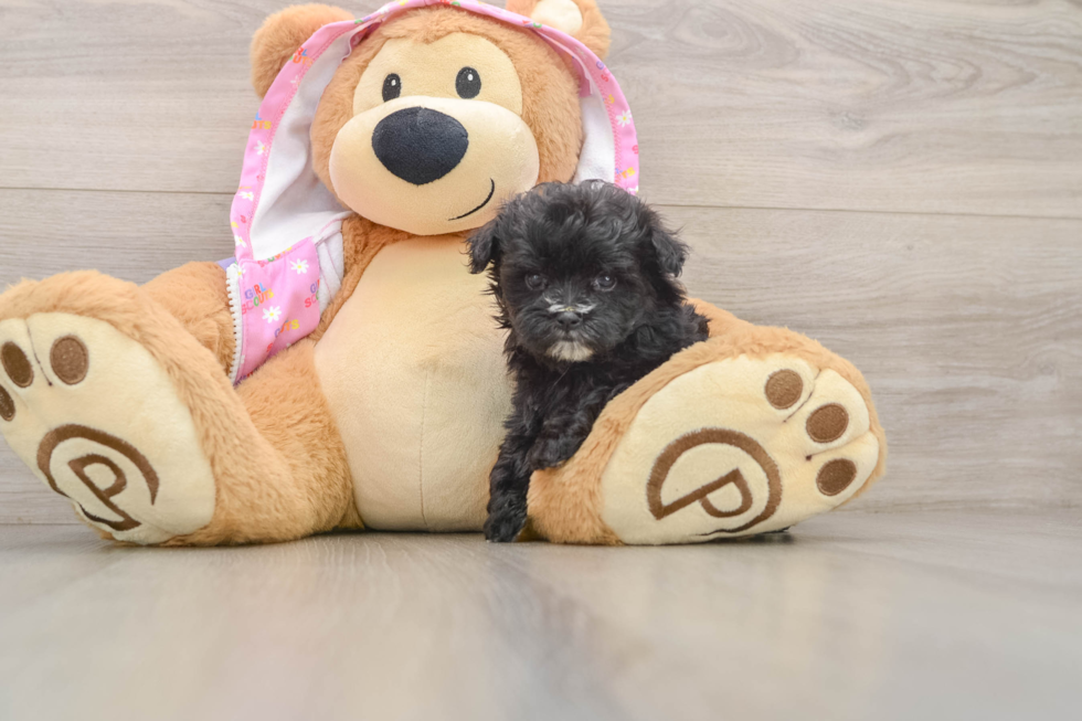 Small Maltipoo Baby