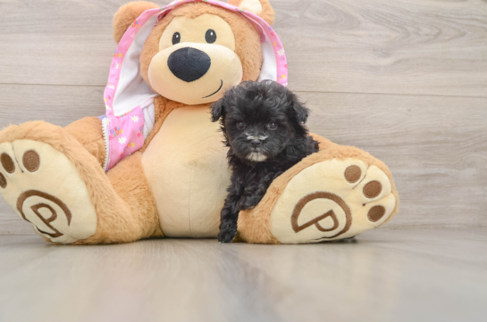 Small Maltipoo Baby