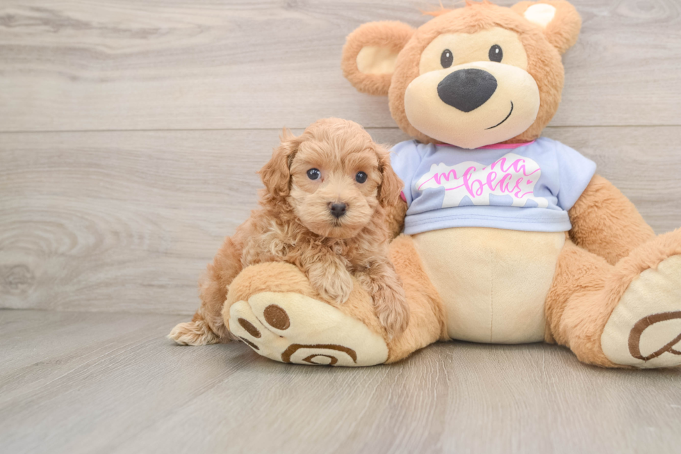 Energetic Malt Oodle Poodle Mix Puppy