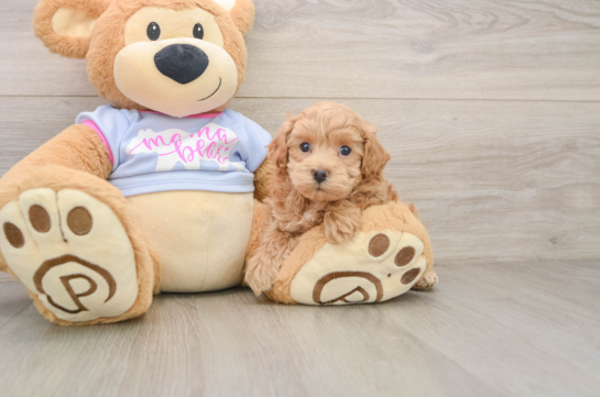 Best Maltipoo Baby