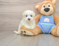 8 week old Maltipoo Puppy For Sale - Florida Fur Babies