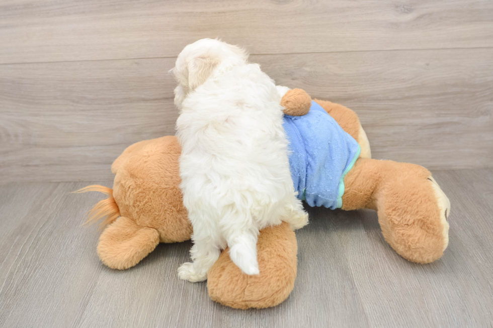 Maltipoo Pup Being Cute