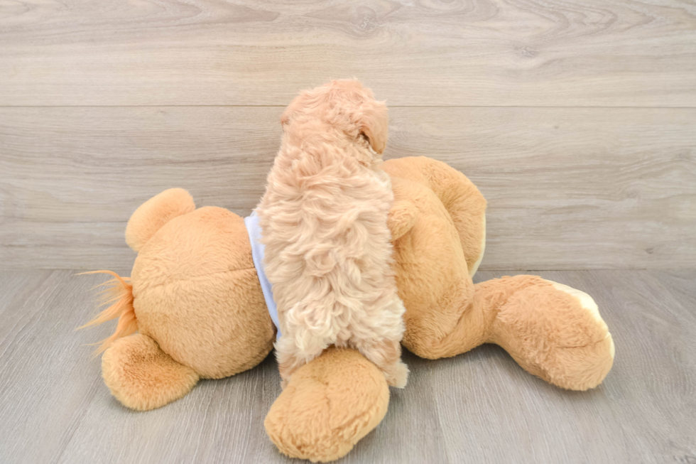 Smart Maltipoo Poodle Mix Pup