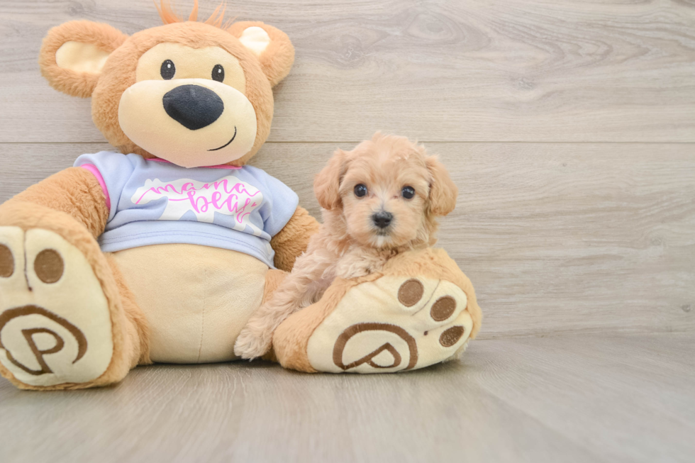 Maltipoo Pup Being Cute
