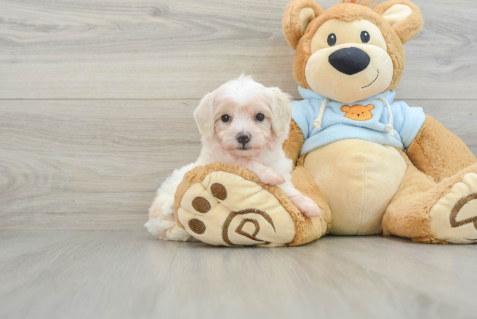 Maltipoo Puppy for Adoption