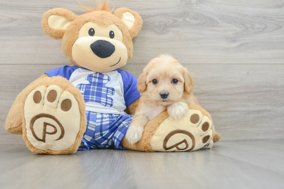 5 week old Maltipoo Puppy For Sale - Florida Fur Babies