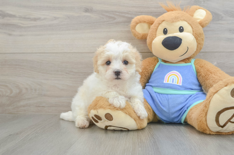 5 week old Maltipoo Puppy For Sale - Florida Fur Babies
