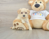 10 week old Maltipoo Puppy For Sale - Florida Fur Babies