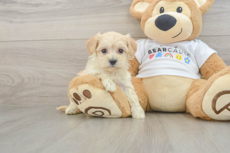 Friendly Maltipoo Baby