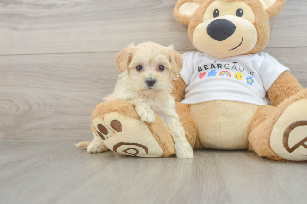 6 week old Maltipoo Puppy For Sale - Florida Fur Babies