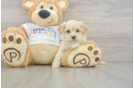 Smart Maltipoo Poodle Mix Pup