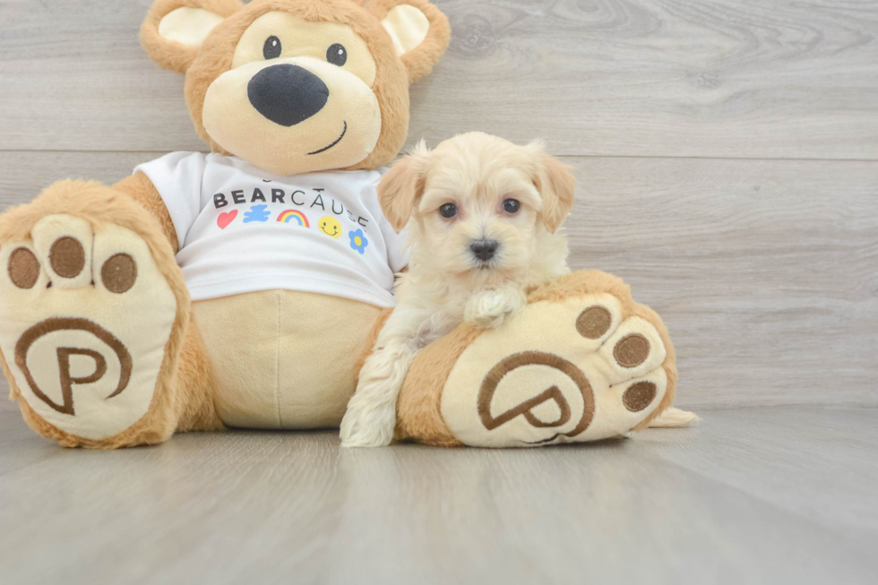 Smart Maltipoo Poodle Mix Pup