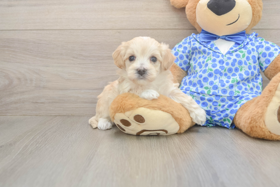 Meet Layla - our Maltipoo Puppy Photo  2/3 - Florida Fur Babies Maltipoo Puppy for Adoption