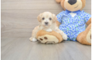 Meet Layla - our Maltipoo Puppy Photo  2/3 - Florida Fur Babies Maltipoo Puppy for Adoption
