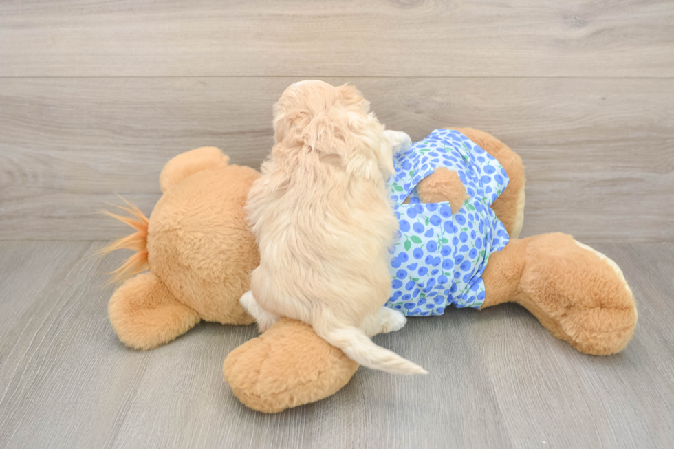 Meet Layla - our Maltipoo Puppy Photo  3/3 - Florida Fur Babies Maltipoo Puppy for Adoption