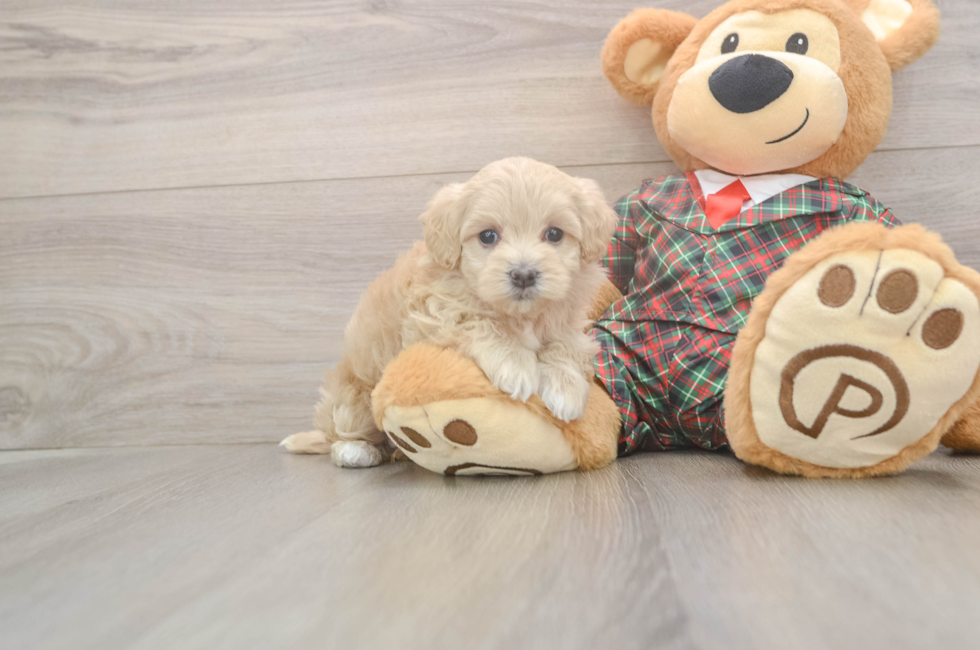 5 week old Maltipoo Puppy For Sale - Florida Fur Babies