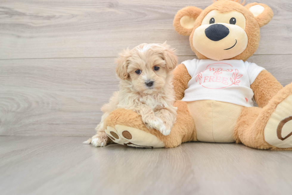Playful Moodle Poodle Mix Puppy