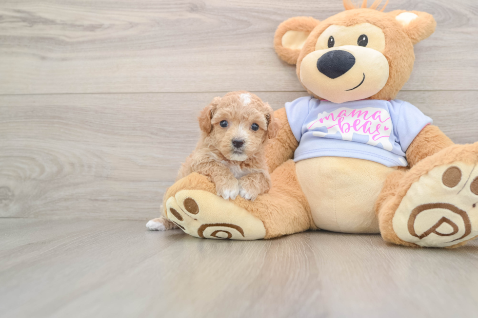 Popular Maltipoo Poodle Mix Pup