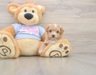 7 week old Maltipoo Puppy For Sale - Florida Fur Babies