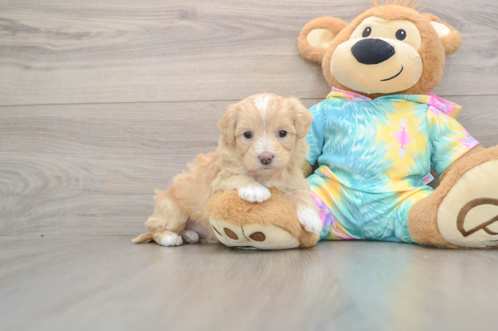 Best Maltipoo Baby