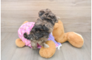 Maltipoo Puppy for Adoption