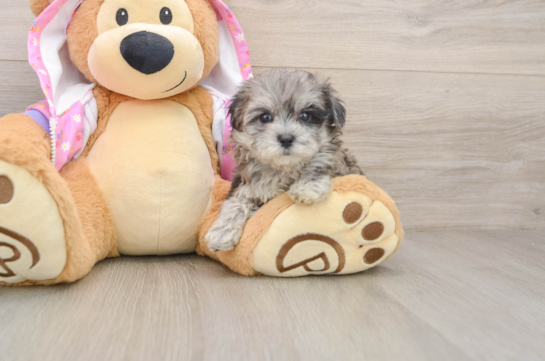 Maltipoo Puppy for Adoption