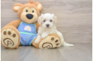 Maltipoo Puppy for Adoption