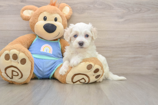 Maltipoo Puppy for Adoption