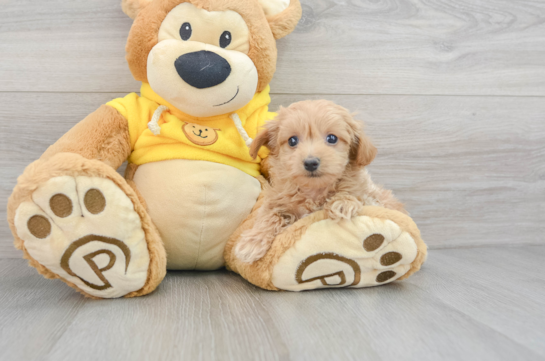 Popular Maltipoo Poodle Mix Pup