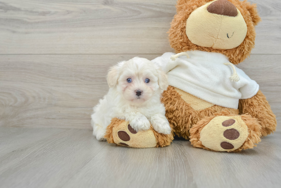 Best Maltipoo Baby